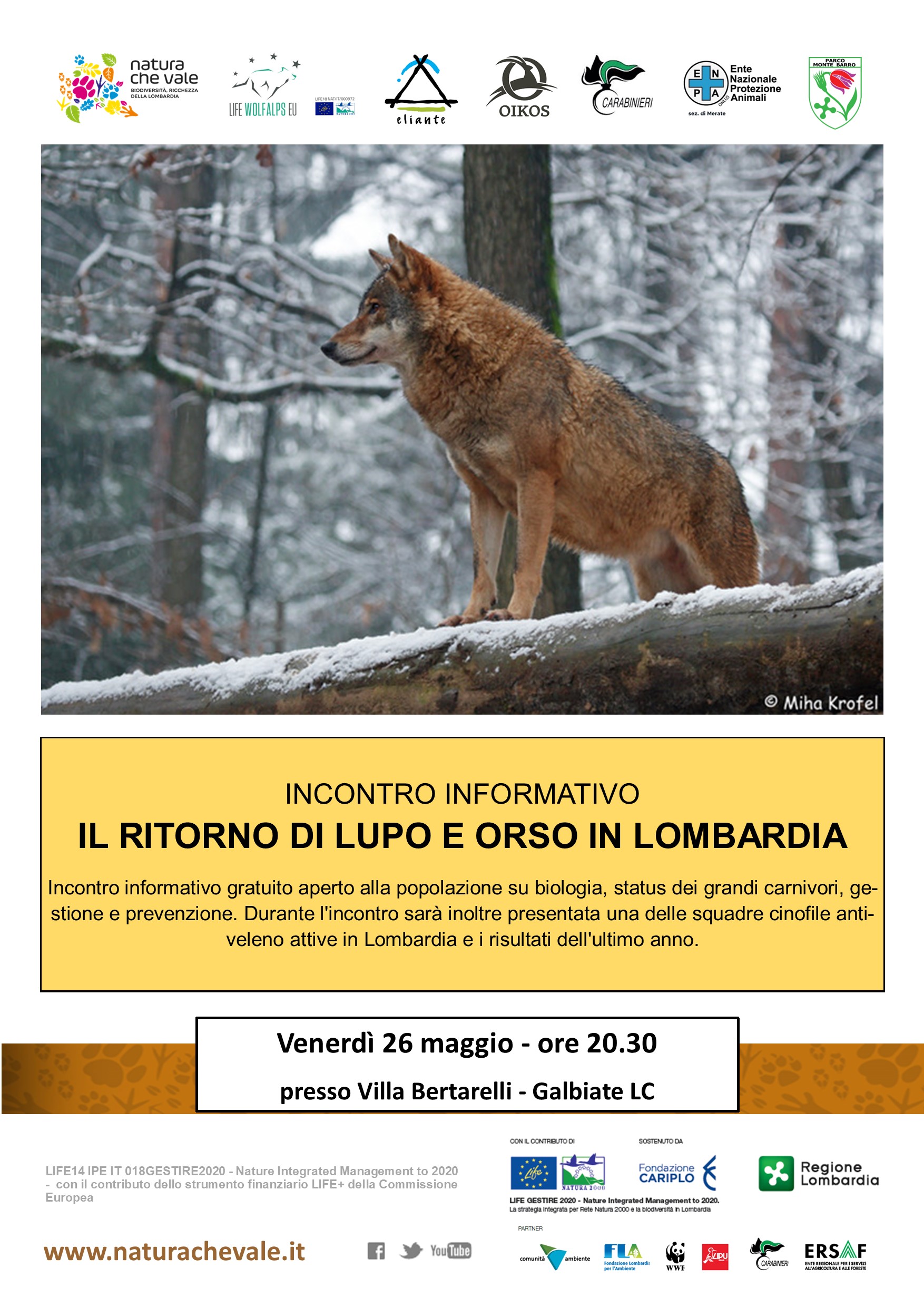 Il ritorno di lupo e orso in Lombardia – Galbiate (LC)
