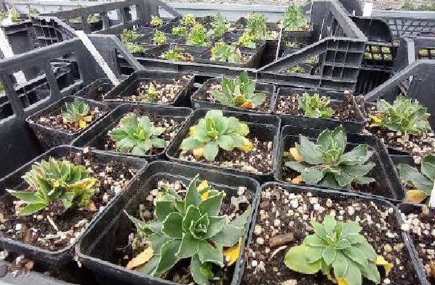 Consultazione pubblica su studio fattibilità rafforzamento e traslocazione di specie autoctone in Direttiva habitat – Primula glaucescens Moretti