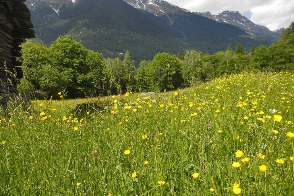 Aperto bando regionale per la manutenzione del territorio e dei terreni abbandonati o incolti
