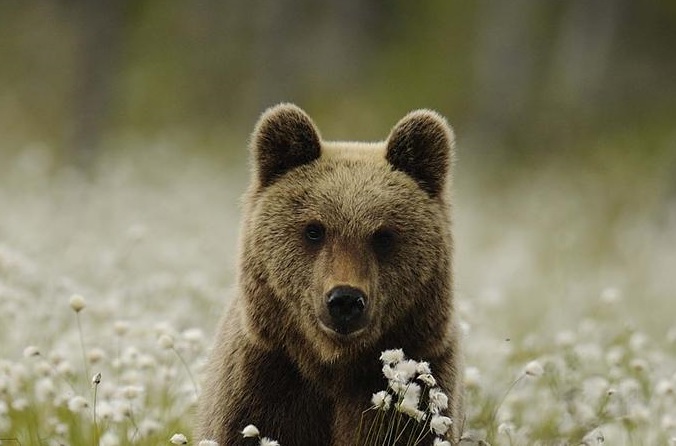 Orso in Lombardia, come comportarsi in caso di incontro
