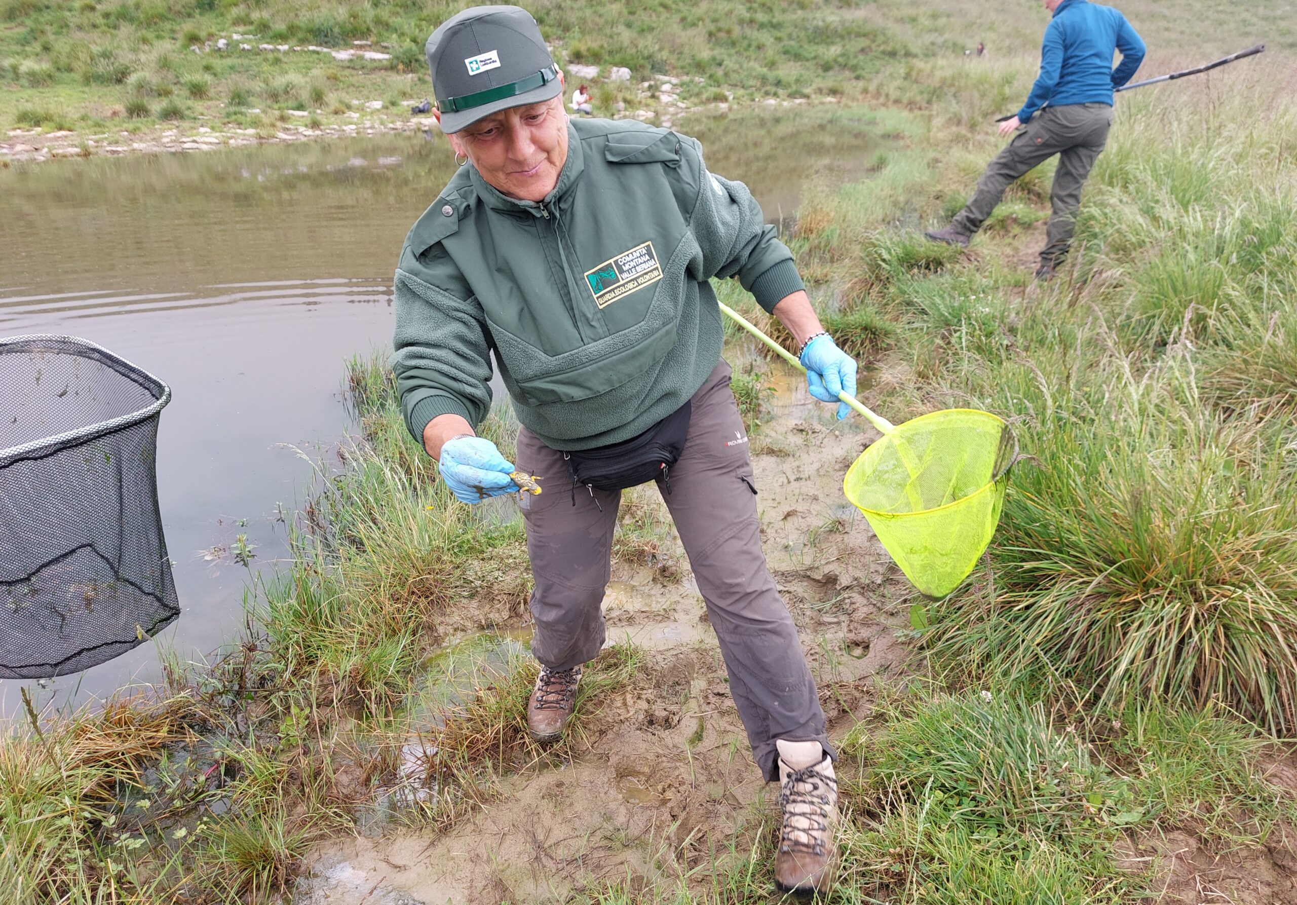 Ululone dal ventre giallo: avviate le attività di allevamento al centro di riproduzione del Parco dei Colli