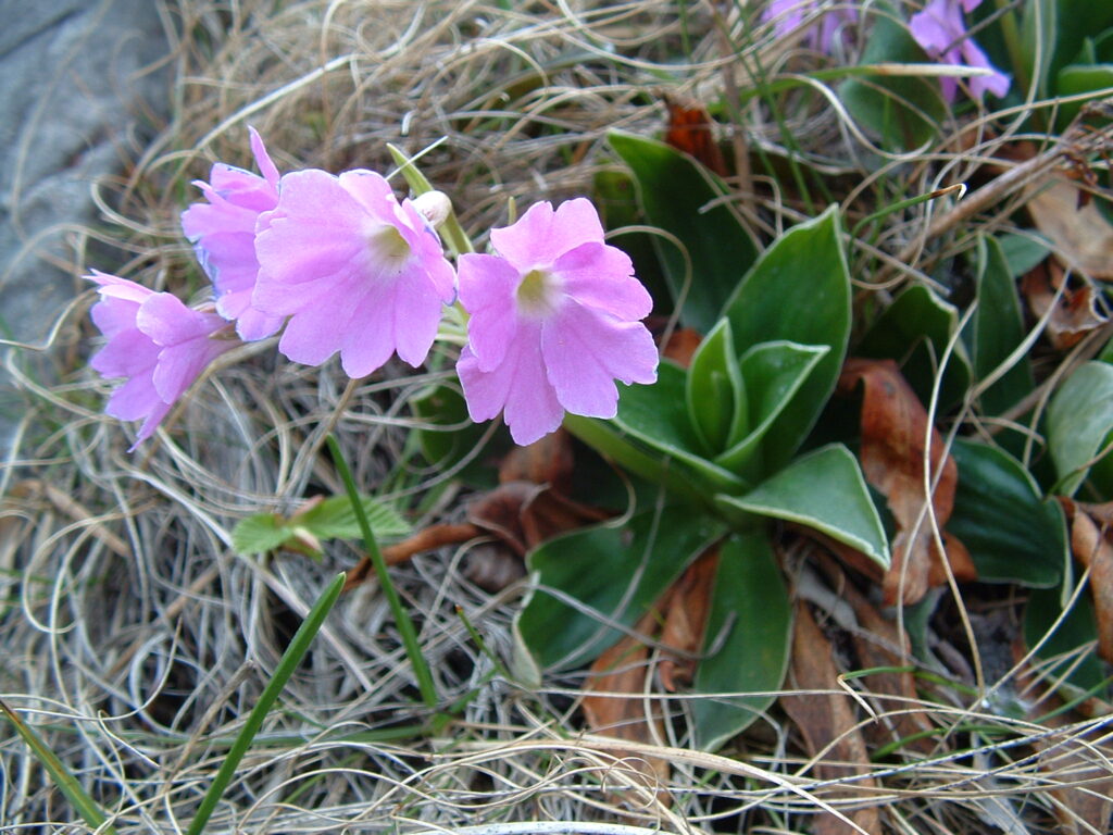 Conosci la Primula di Lombardia? A Selvino (Bg) il 27 luglio una giornata dedicata alla Primula glaucescens