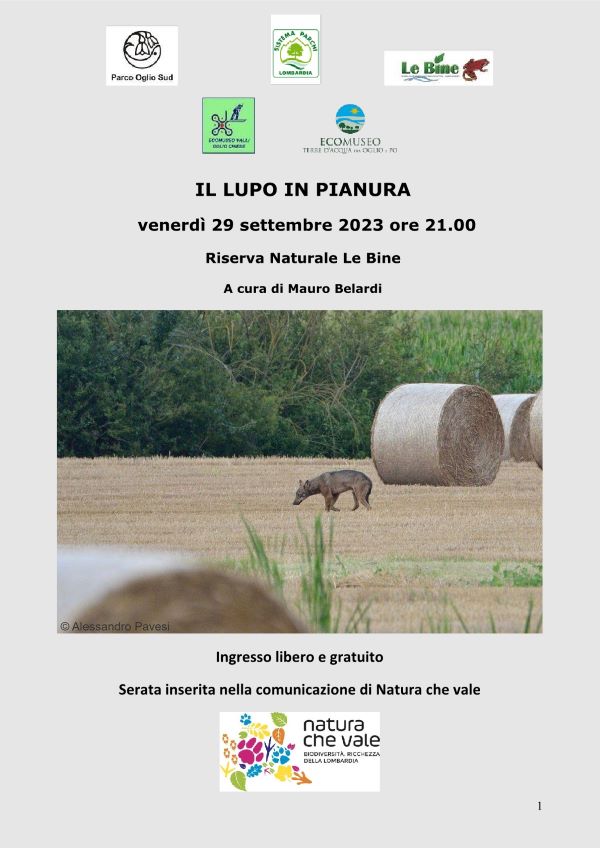 Il lupo in pianura. Per una pacifica coesistenza – Riserva naturale Le Bine (MN)
