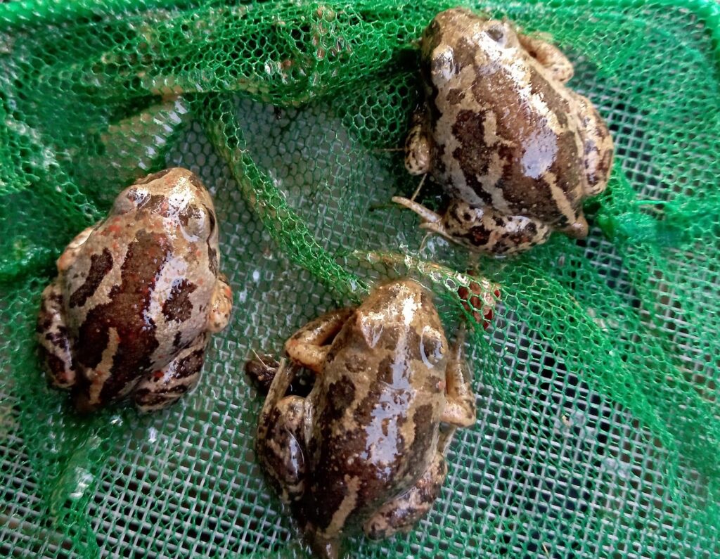 Cresce la nuova popolazione del raro Pelobate fosco nel Bosco WWF di Vanzago