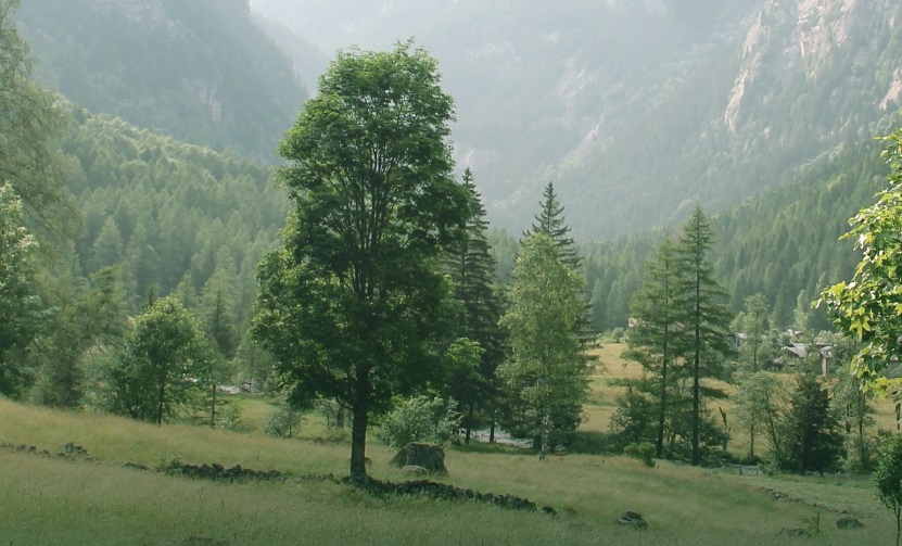 BioClima – un’innovativa partnership pubblico-privata per il clima e la biodiversità