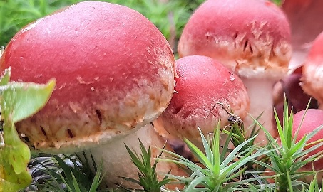 Macrofunghi in Europa: partecipa al sondaggio del progetto JoNeF