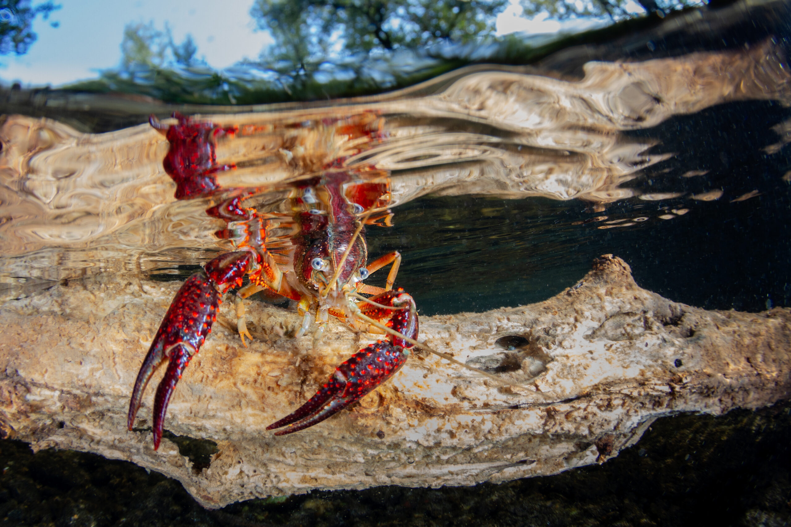 Dal 9 al 25 novembre aperta a Milano la mostra “ALIENI” sulle specie aliene invasive