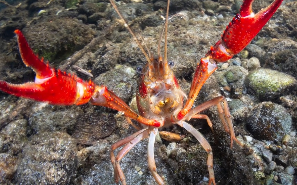 Specie Aliene Invasive: 11 video per saperne di più