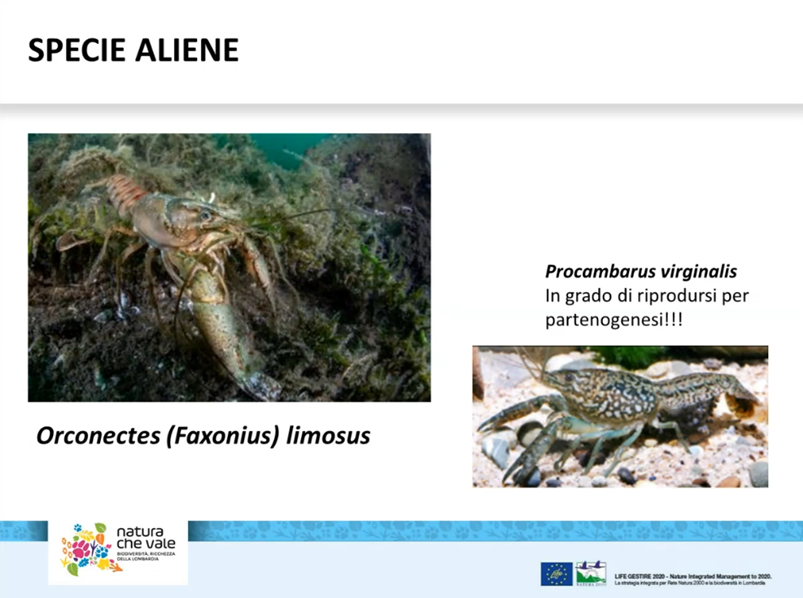 Confronto sulle buone pratiche per la gestione delle specie aliene animali – disponibili i materiali dell’incontro del 21 novembre 2023