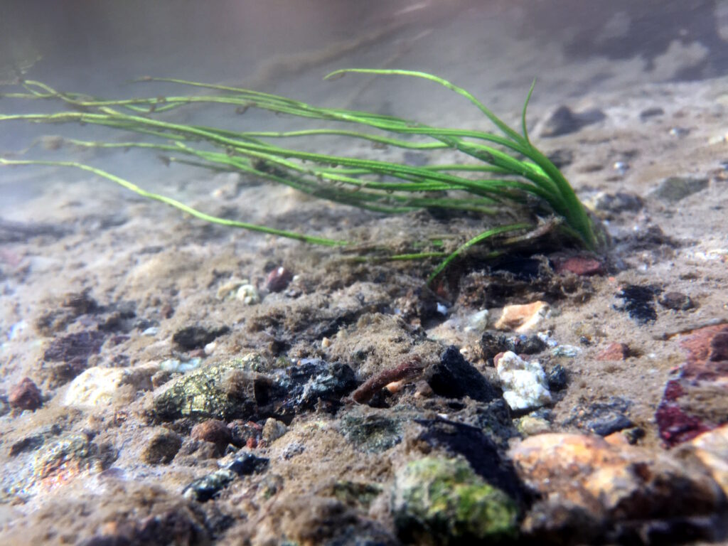 Isoëtes Malinverniana, pianta minacciata di estinzione, riportata nel Parco Ticino