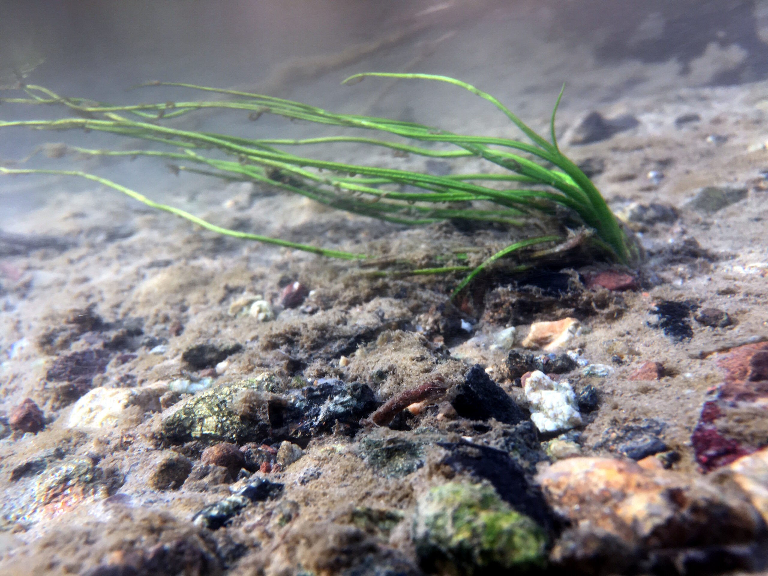Isoëtes Malinverniana, pianta minacciata di estinzione, riportata nel Parco Ticino