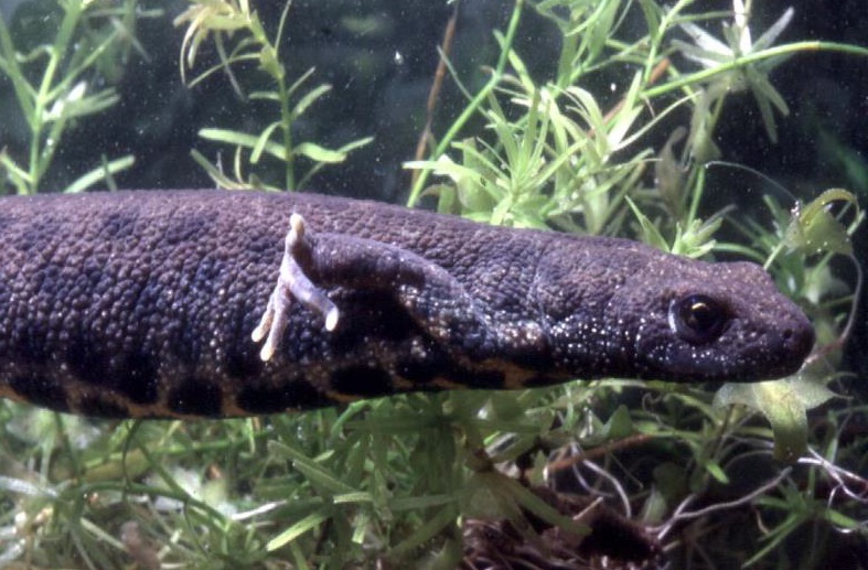Consultazione pubblica su studio fattibilità “Piano strategico per la conservazione di Triturus carnifex in Lombardia. Conservazione delle popolazioni di pianura”