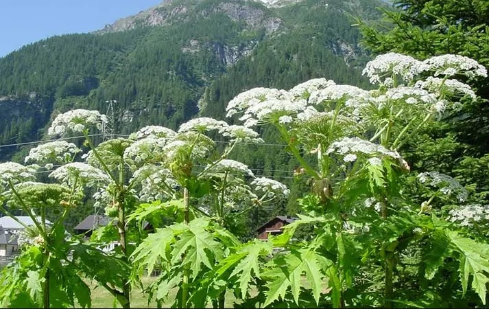 Materiali e video dell’incontro formativo sul Panace di Mantegazza (Heracleum mantegazzianum Sommier & Levier) – 13 maggio 2024