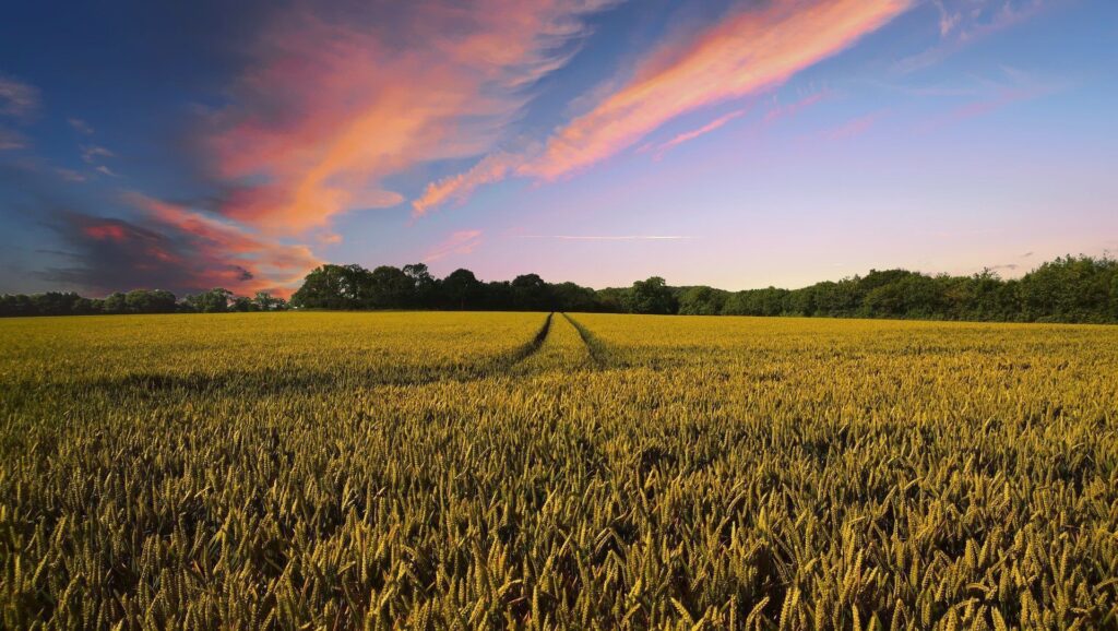 L'immagine mostra un tipico paesaggio agricolo della pianura lombarda