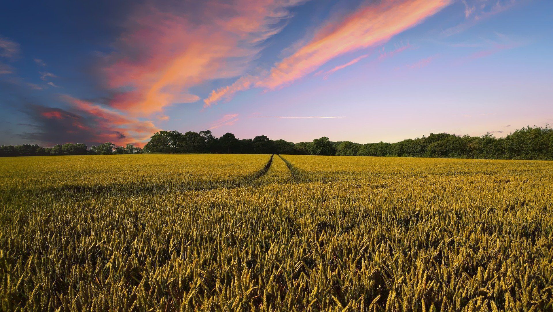 Bando “Investimenti non produttivi agricoli con finalità ambientale” del PSN/PAC 2023-2027 di Regione Lombardia