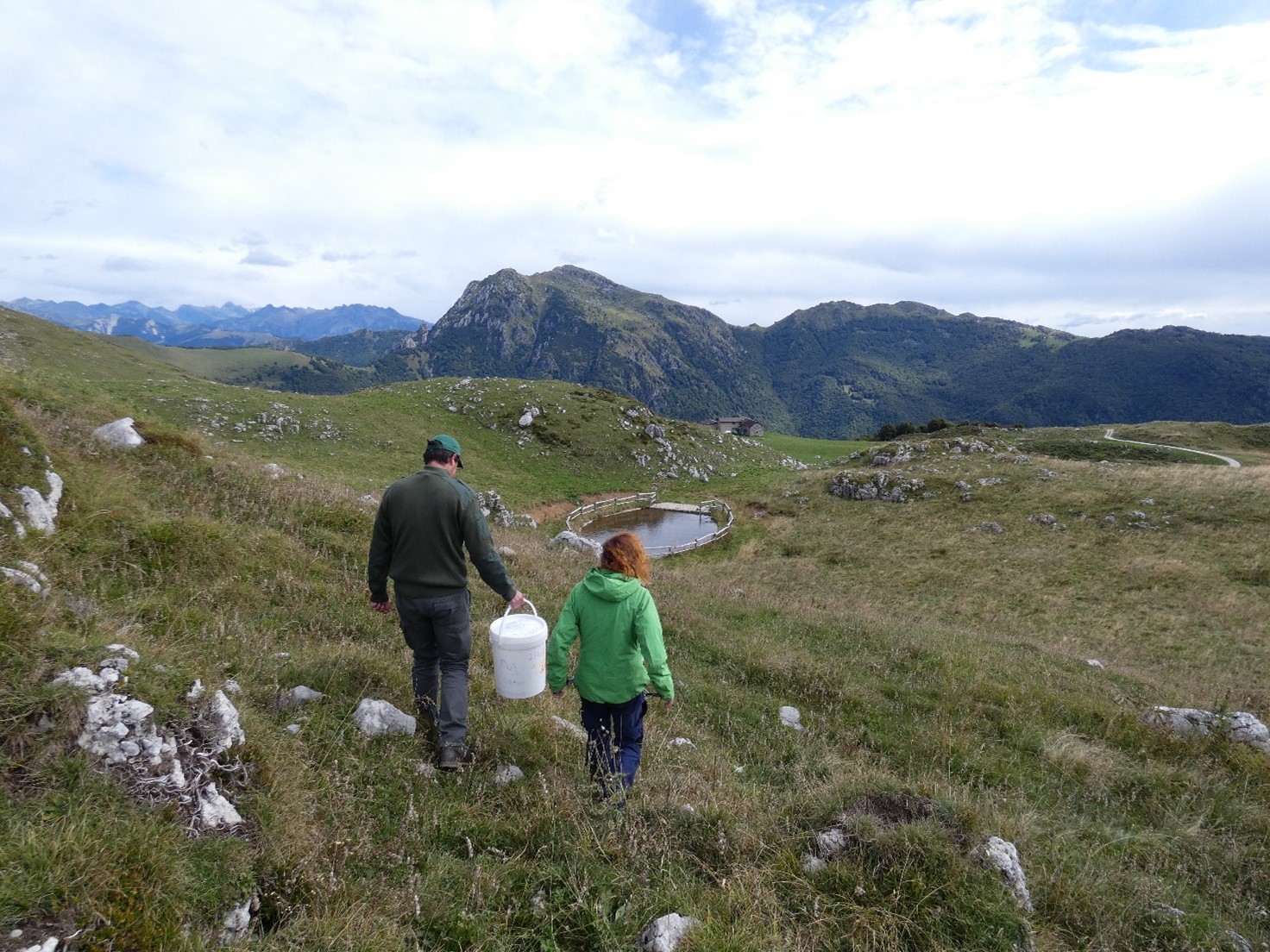 La foto mostra un momento della reintroduzione di Bombina variegata in Val Taleggio