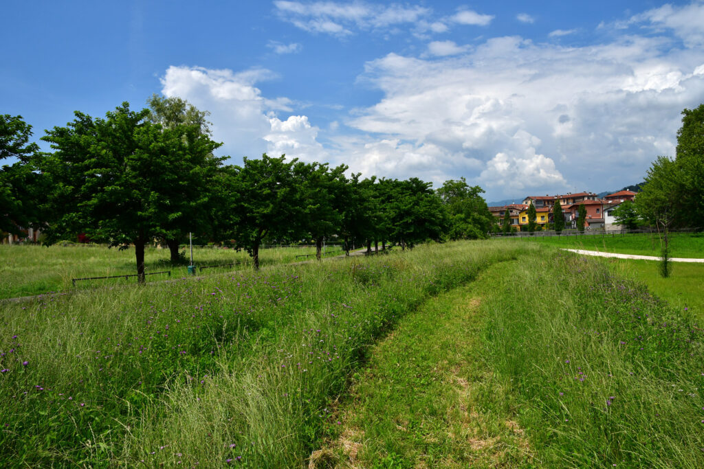 nell'immagine si vede un'area verde e alcune cose in fondo