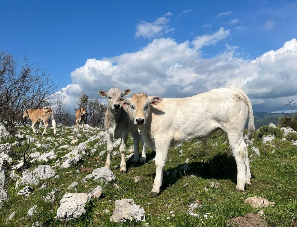 Nella foto alcuni giovani bovini che pascolano sui Monti Aurunci