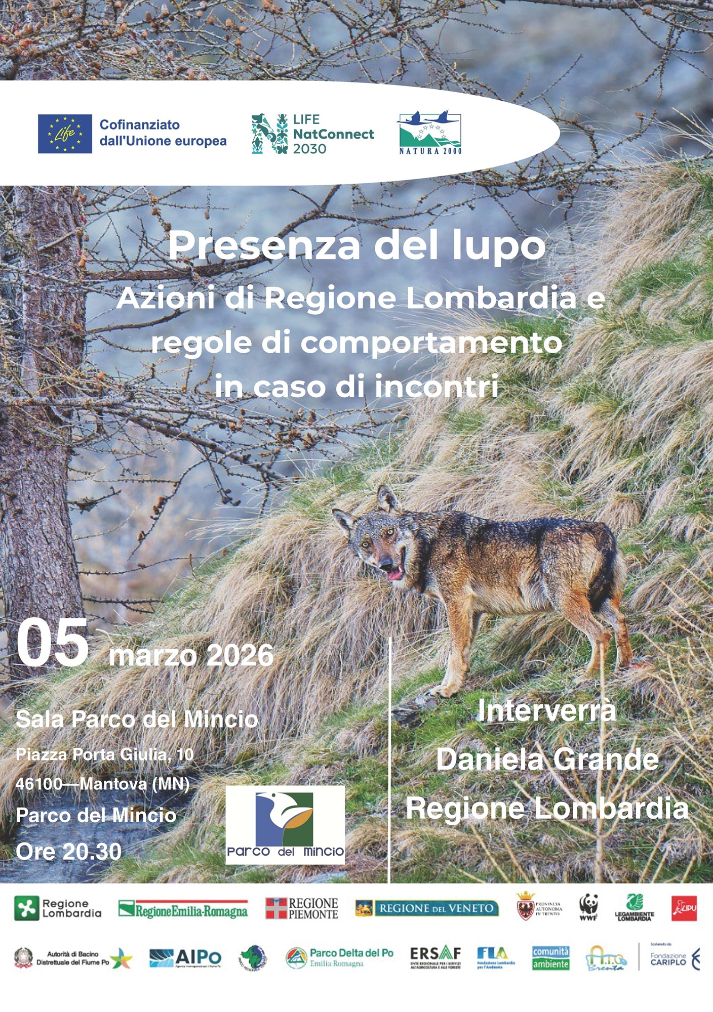 Presenza del lupo: azioni di Regione Lombardia e regole di comportamento in caso di incontri – Parco del Mincio