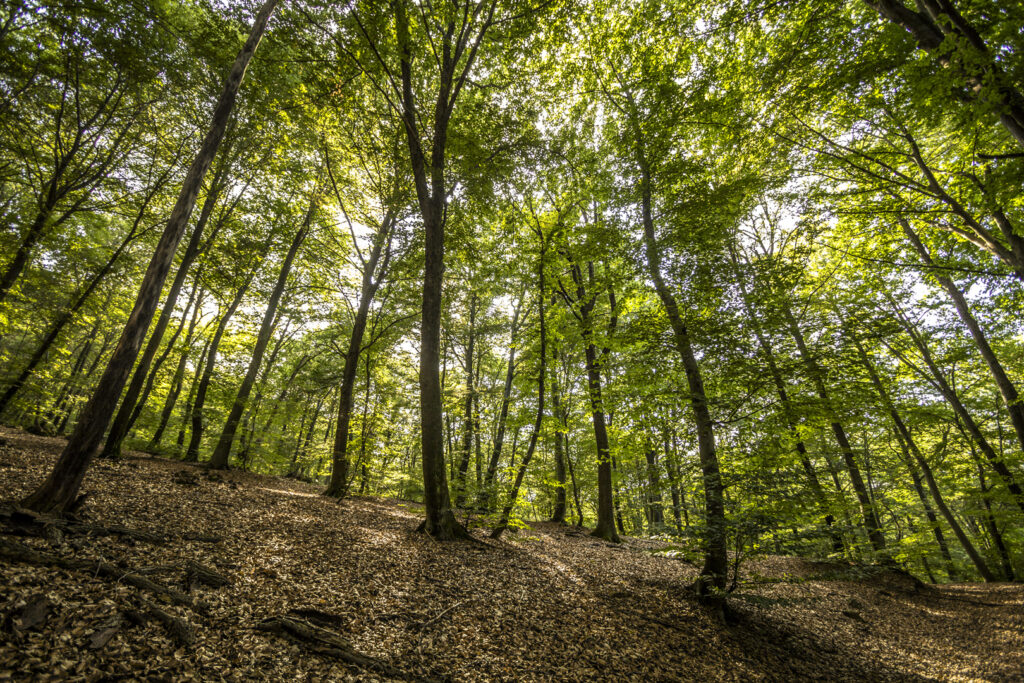 Nella foto, di Marco Tessaro, il particolare di un bosco, scattata in Lombardia