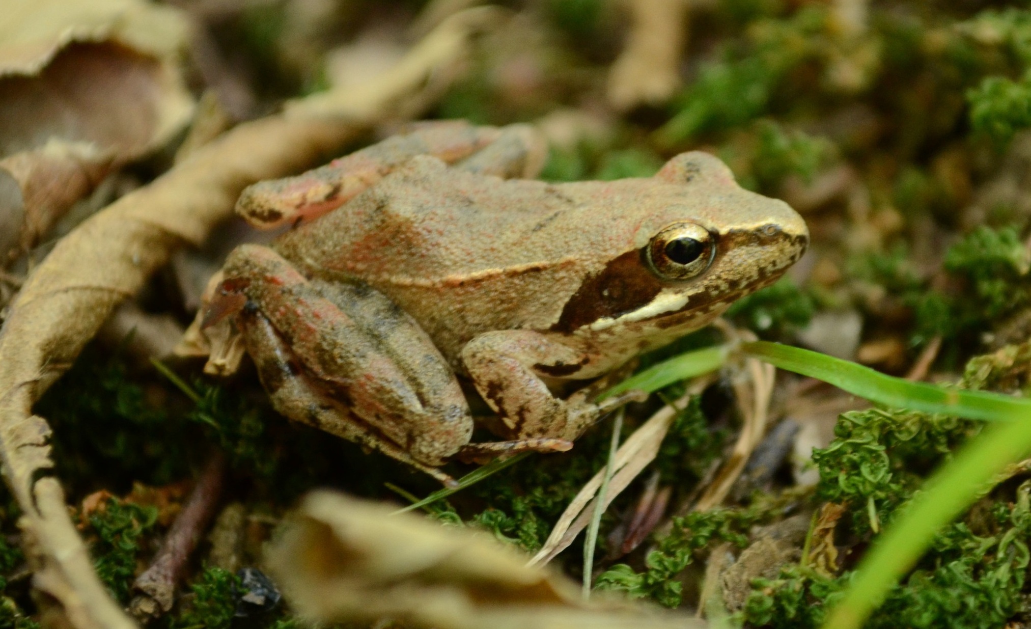 Al via raccolta dati su alcune specie di anfibi particolarmente protette in Lombardia