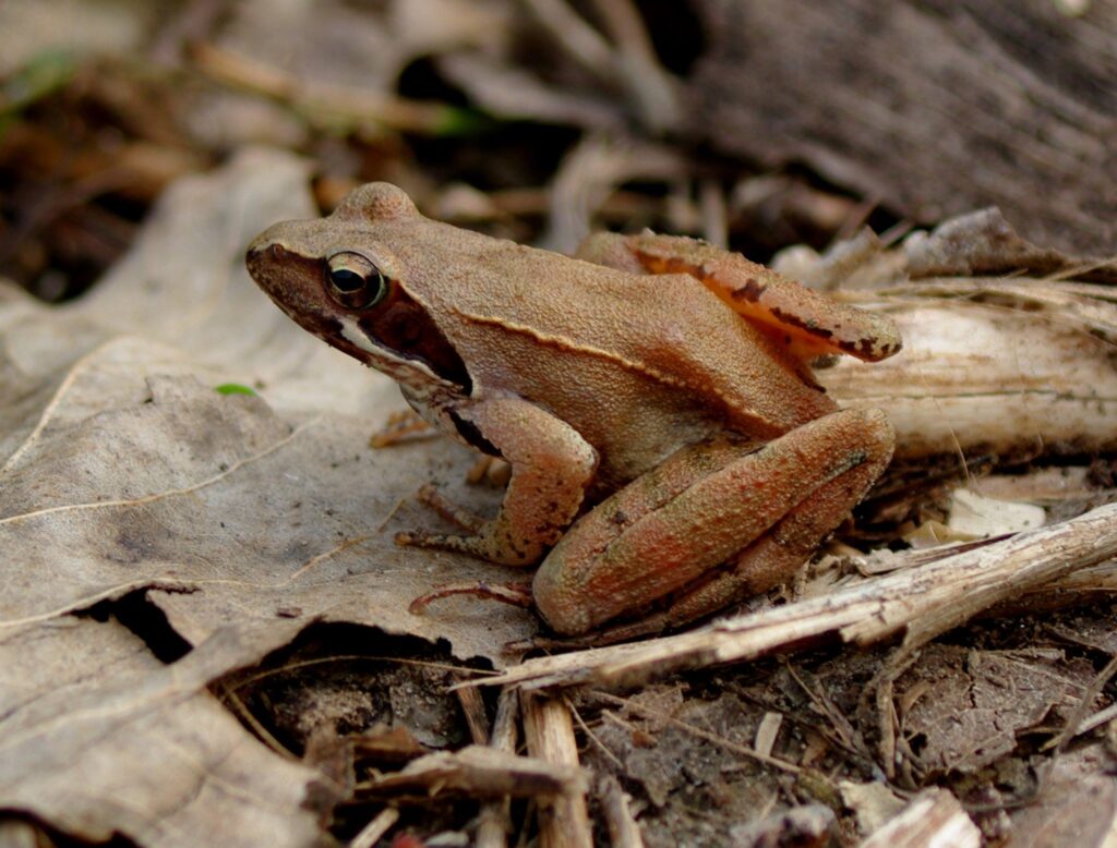 nella foto una Rana di lataste (Rana latastei)